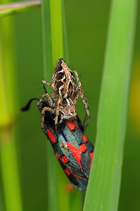 Predatori di farfalle